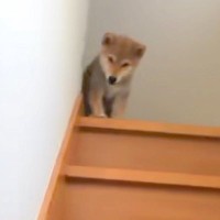 帰るたび『おかえり！』と大喜びしていた赤ちゃん犬→10年後も同じように…思わず涙が出る『現在までの軌跡』が116万再生「成長感じて泣く」