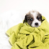 犬が『ブルブルと震える』理由6つ　寒いだけではない？病院に行くべき状態まで