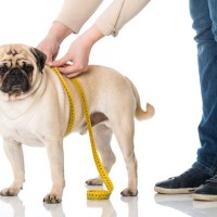 犬が『痩せすぎてしまう』原因5つ　愛犬の体重管理で注意すべきポイントとは？