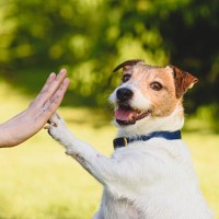 『人懐っこい犬』がよくするサイン7選　社交的なワンコの特徴や人好きにさせる方法まで解説