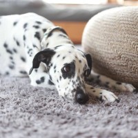 犬が『留守番中』にやっていること7選　ひとりで何をしているの？飼い主の帰りを待っているときの心理まで