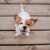 犬が飼い主に『ありがとう』と伝えているサイン７選　愛犬はどんなときに感謝の気持ちを伝えてくるの？