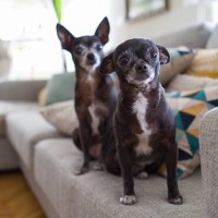 『シニア犬』を喜ばせるためにできること5つ　老犬の暮らしを充実させる秘訣とは？