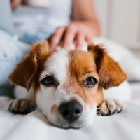 犬が『一緒に寝てくれない』心理3つ　飼い主から距離を置く理由や添い寝してもらうための秘訣まで