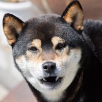 犬が『懐かない人』の特徴4つ　ワンコに好かれやすい人との大きな違いや仲を深める方法まで