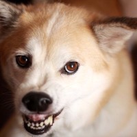 犬が『大嫌いな人』にみせるサイン4選　ワンコに避けられてしまう人の共通点とは？