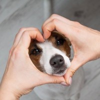 犬に『感謝の気持ち』を伝える方法4選　愛犬は人間の感情を理解することができるの？