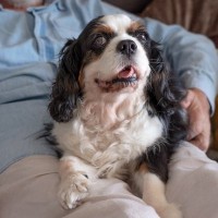 犬が『体をホリホリしてくる』5つの心理　考えられる理由や飼い主がすべき正しい対応まで