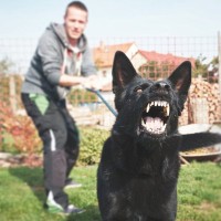 犬が『飼い主を守ろうとしている』ときにみせる行動5選　見逃したくないサインや注意点まで