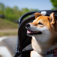 愛犬が幸せに暮らすための『重要なポイント』4つ　飼い主が知っておくべき心得とは？