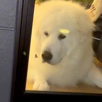 窓に虫が寄ってきた結果→家にいた超大型犬が『中にいる』と勘違いして…あまりにも天然な光景が40万再生「可愛すぎて大爆笑」「イライラで草」
