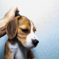現代では考えられない『犬のしつけ』4つ　昔は当たり前だったありえない対応とは？