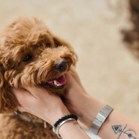犬に『話しかけた方がいい』といわれる理由3つ　飼い主との会話を理解しているの？