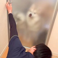 息子が帰宅後、ドアを開けると『3匹の大型犬』が大喜びして…はちゃめちゃな『おかえりなさいのご挨拶』が70万再生「幸せすぎる空間」「尊い」