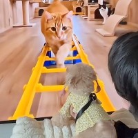 犬に『ジェットコースターの疑似体験』をさせてみた結果→道中に『猫』がたくさん出てきて…まさかの『ブチギレ』が60万再生「喧嘩売ってて草」