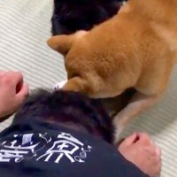 猫にイタズラしようとした結果→『寝ていたはずの犬』がピンチを察して…『まさかの光景』が117万再生「頑張って守ってる」「なんて頼もしい」