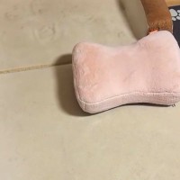 2匹の元野犬のために『大きなベッド』を出してあげた結果→なぜか寝てくれなくて、ママの隣で…素敵すぎる光景が14万再生「可愛い」「枕までｗ」