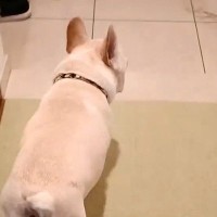 『こっちにきて！』と吠える犬→『なにかあったのかも』とついて行った結果、玄関で…わかりやす過ぎる『訴え』が63万再生「なんていじらしい」