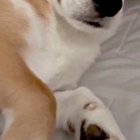 朝、一緒に寝た犬に『おはよう』と声をかけた結果→『喜ぶかな』と思ったら…まさかの態度が64万再生「よそよそしいｗｗ」「凄い他人顔で草」