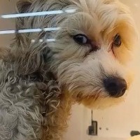 セールになっていた『悲しい顔の売れ残り犬』を飼った結果→1週間後、ハーネスを買ってあげると…素敵すぎる光景が22万再生「感動」「幸せだ」