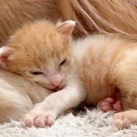 赤ちゃん子猫が『大型犬のお腹で寝てしまった』結果→『嫌がるかな』と思いきや…とんでもなく尊い光景が26万再生「可愛いが渋滞」「幸せすぎ」