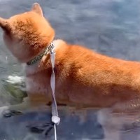 お風呂嫌いの犬が『湖』に入った結果→『遊ぶかな』と思いきや、わずか1分後…この世の終わりのような表情が42万再生「ドン引きしてて草」