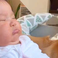 いつも赤ちゃんを優先してくれる大型犬→『寝ている合間』を狙って、こっそりと…あまりに愛おしい光景が71万再生「可愛い天使」「素敵な世界」