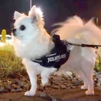 5日間、ママと会えていない犬→内緒で『名前を遠くから呼んでみた』結果…気付いた瞬間の『尊い光景』が47万再生「大好きなんだ」「愛おしい」