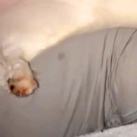 夜、『抱き枕』を大型犬にあげた結果→眠る様子を撮影すると…想像の上をいく『人間すぎる光景』が13万再生「ちゃんと抱き枕ｗ」「手慣れてて草」