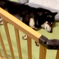 朝6時、寝ている犬に『お散歩行くよ』と声を掛けた結果→二度寝しようとして…まさかの『寝起きの悪さ』が16万再生「めっちゃ笑ったｗｗ」