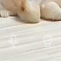 仕事中、ふと『留守番中の犬たち』を確認→『仲良くしてるかな』と思いきや…まさかの『アニメすぎる光景』に4万いいね「構図がｗ」「激アツで草」