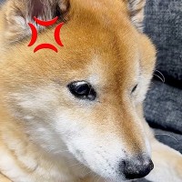 父にブチギレる犬→大好きな『おばあちゃん』が遊びに来た結果…あまりにも違う『態度の差』が100万再生「喜怒哀楽すごくて草」「ギャップｗ」