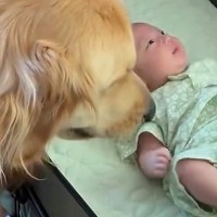 赤ちゃんが動くと、いつも『泣いてない？』と心配する大型犬→常に近くで見守って…愛おしい『ボディガード』に反響「優しい」「頼りになるね」