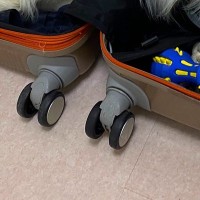 友人の結婚式のため遠出の準備→ケースを出すと、犬が『荷物に紛れれば一緒に行ける』と考えて…まさかの光景に1万いいね「連れて行くしかないｗ」