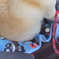 お出かけかと思ったら『病院』だった犬→待ち時間に、車の中で…あまりにも哀愁漂う『背中』に5万いいね「ぬいぐるみかとｗｗ」「切なくて草」