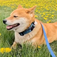 タンポポ畑で休憩する犬→『行こう』と声を掛けた結果、なぜかそのまま…思わず笑う『まさかの行動』に反響「静かな抵抗ｗ」「ツチノコみたいで草」