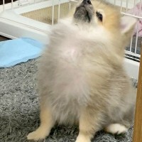 胸毛が『パヤパヤ』している子犬→5年後の現在は…もはや別犬な『立派すぎる光景』に4万いいね集まる「貫禄あって草」「差が激しくて吹いたｗ」