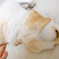 ママを無視する大型犬→仕方ないので『一人でお散歩行こうかな』と呟いたら…まさかの『態度の豹変』に「反応しすぎてて草」「理解してて賢い」の声
