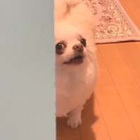 『お風呂入るね』と犬に伝えた結果→なぜか激怒したので『入りたくなったの？』と聞くと…微笑ましい光景に反響「たまらん可愛さ」「笑ったｗｗ」
