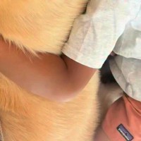 男の子が発熱し、おばあちゃんの家に行けず『泣いてしまった』結果→大型犬が近くで…まるで『母親のような光景』が13万再生「本当に優しい子」