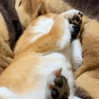 夜、『まだ寝たくない』と駄々をこねる犬→あくびをしたら、空気を察して…まさかの『態度の豹変』が16万再生「切り替えはやｗｗ」「甘え上手」