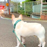 サイレンを鳴らした消防車と一緒に遠吠えする犬→『カッコよく吠える』と思いきや…予想を裏切る『まさかの光景』が79万再生「猫かな？ｗｗ」