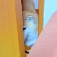 風邪を引き寝込んでいたら、ドア越しに見に来た犬→『入っていいよ』と声をかけると…愛おしすぎる光景が24万再生「会話してる」「優しいね」