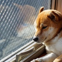 犬が病気になるかもしれない『生活環境』5選　愛犬の心身ともに悪影響を及ぼす部屋の状況とは？