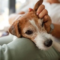 犬の『平均寿命』は何歳なの？シニア期の始まりにみられる変化や長寿の秘訣まで