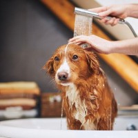 犬が苦痛に感じる『お手入れ』4選　嫌がってしまう理由やケアをスムーズに行なうコツまで