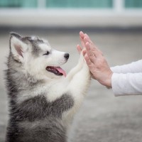 犬と『心の距離』を縮める方法とは？飼い主がすべき行動や愛犬と信頼関係を築くための接し方まで