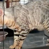 猫がお水を飲んでいたら、なぜか隣で『犬』が静かに…まるで人間のような『律儀すぎる光景』が110万再生「前世日本人？ｗ」「お上品で草」