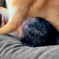 ソファに寝転んでいたら近づいてきた犬→『構ってほしいのかな』と思ったら…想像と違った『まさかの光景』が32万再生「顔ｗｗ」「最高のご褒美」