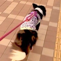 いつも塩対応な犬が『入院中のママに会いに来た』結果→4日ぶりに再会した瞬間…病院で見せた『態度の違い』が29万再生「嬉しさ爆発」「泣ける」